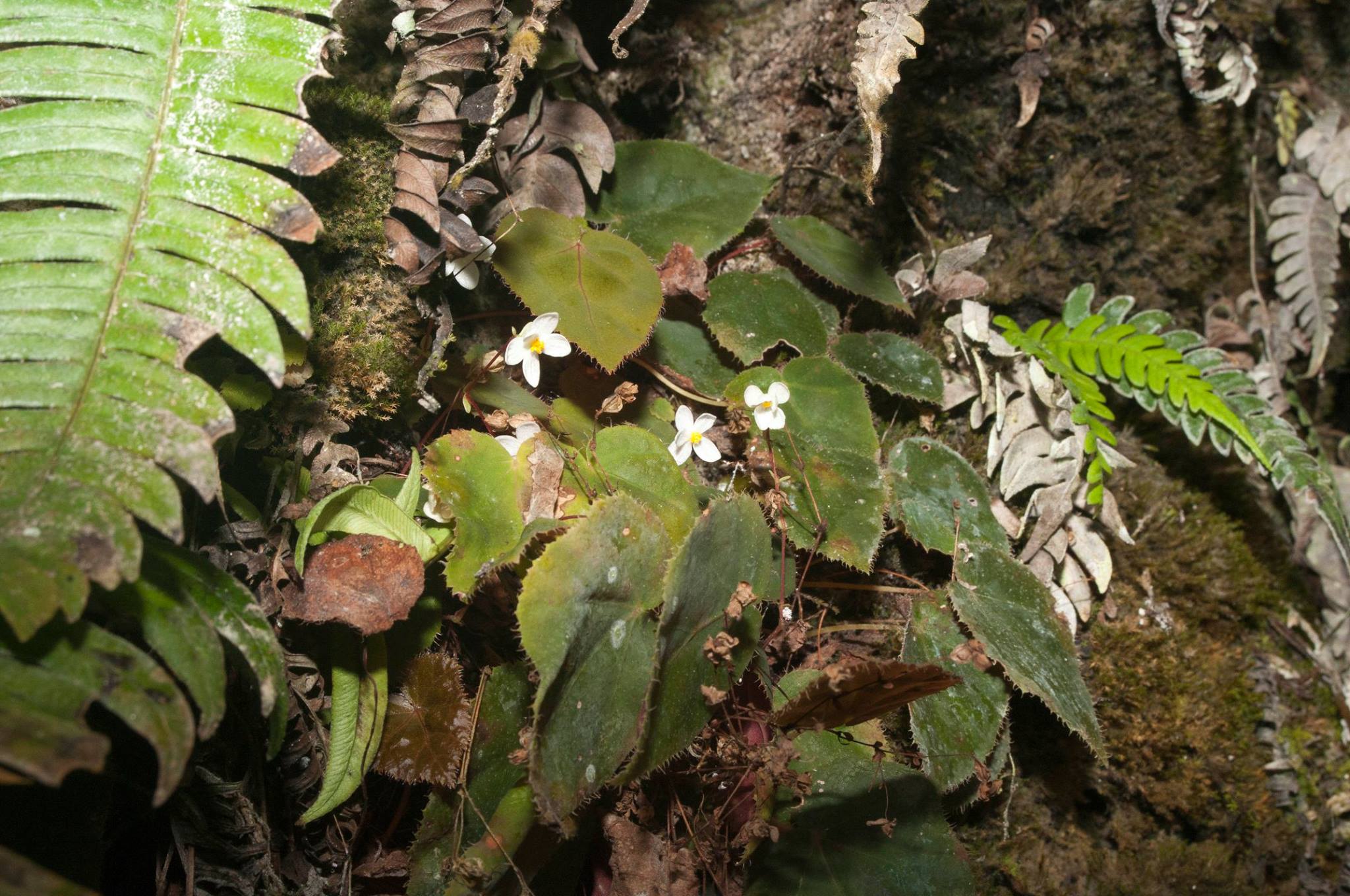 B. speculum